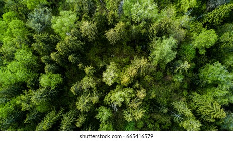 top view forest