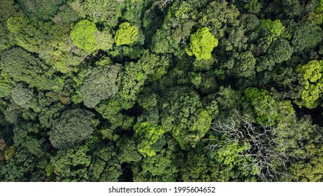 Top View Forest In Indonesia