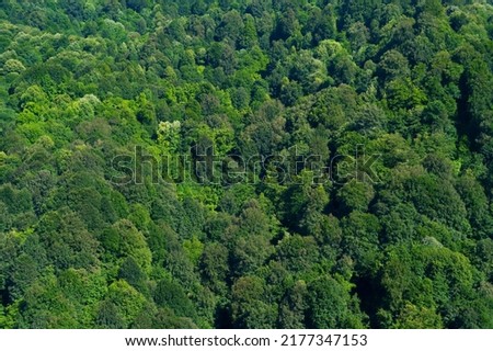 Top view of the forest overcrowded with trees