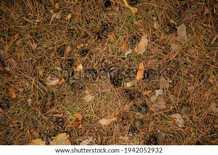 Top view of forest pine needles and cones. Brown background of forest leaves