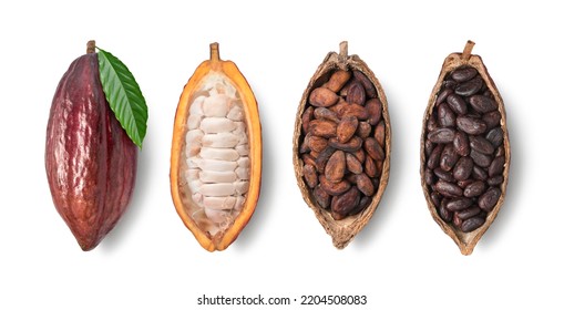 Top view of fresh cocoa fruit, fresh and dried cocoa beans  isolated on white background. Clipping path. - Shutterstock ID 2204508083