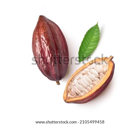 Top view of Fresh cocoa fruits with half sliced isolated on white background.