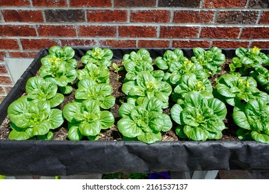 Top View Of Fresh Green Bok Choy Vegetables In A Row On Raised Garden Bed At Backyard. Plant A Home Backyard Vegetable Garden Is Very Popular To Beat Inflation And Rising Food Cost.