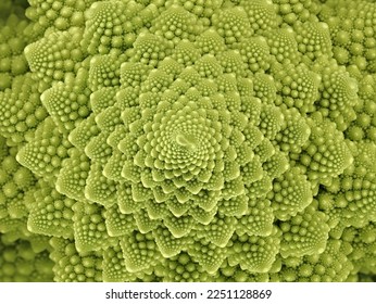 top view of a fresh green romanesco broccoli cabbage, abstract looking florets of a roman cauliflower, texture of a green vegetable