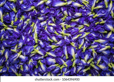 Top view fresh purple Butterfly pea flower on black stone board background. Food or herb concept