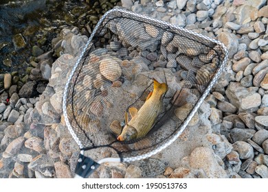 Top view of a freshly caught carp fish inside a net