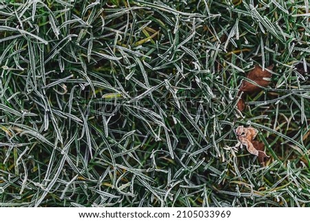 Top view of frozen grass and two fallen leaves