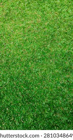 Top view full frame texture of fresh green mini elephant grass lawn in a garden.