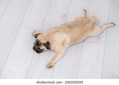 Top View Funny Pose Sleeping Pug Dog On Grey Floor At Home, Domestic Pets, Resting, Relaxation