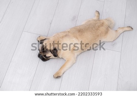 Top view funny pose sleeping pug dog on grey floor at home, domestic pets, resting, relaxation