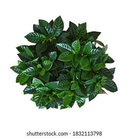 Top View Of Gardenia Plant Isolated On White Background. Cape Jasmine. The Gardenia Jasminoides 