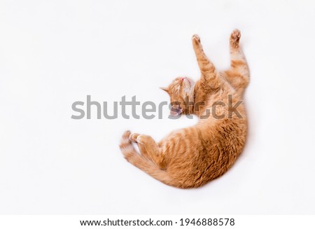 Top view of a ginger cat with outstretched paws. The cat is stretching in bed. Isolate
