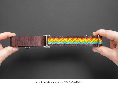  Top View  Girl Holds Hands сolorful Dog Collar And Leash From Silky Tape, One Side Is Brown. Close Up, Black Background, Copy Space.