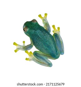 Top View Glass Frog Aka Cochranella Granulosa, Showing See Through Fingers And Legs. Isolated On A White Background.