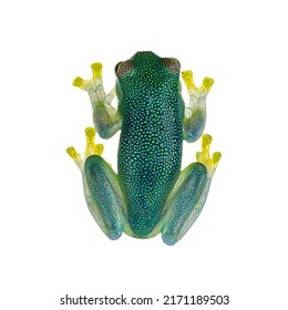 Top View Glass Frog Aka Cochranella Granulosa, Showing See Through Fingers And Legs. Isolated On A White Background.