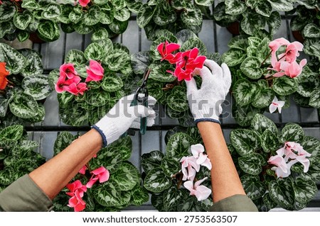 Top view of gloved hands pruning bright cyclamen flowers in greenhouse, with lush green variegated leaves and pink blooms on plant trays, horticulture and gardening concept.