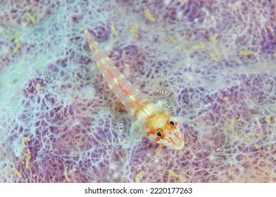 Top View Of A Goby Fish