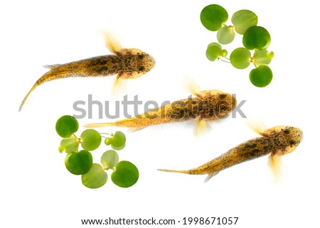 top view of goby fish on white background, macro photograpy, selective focus