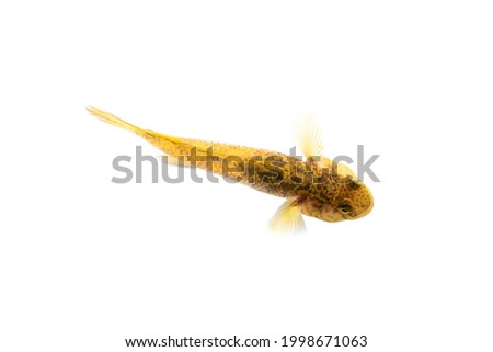 top view of goby fish on white background, macro photograpy, selective focus