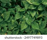 top view of Golden pothos leaves, green leaves pattern image. floral image background.