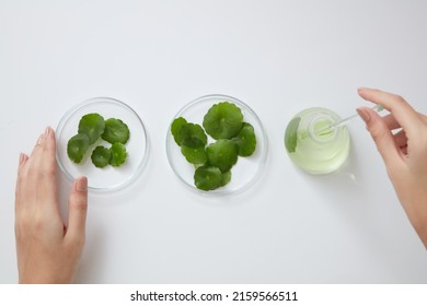 Top view of gotu kola decorated in petri dish and beaker with hand model in white background  - Shutterstock ID 2159566511
