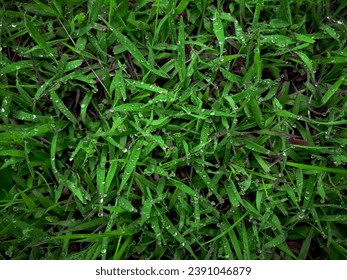 Top view of grass with dew drops. Grass field.Fresh green. For texture and background. - Powered by Shutterstock