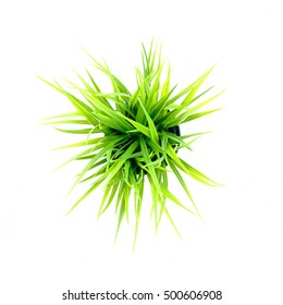 Top View Of Grass Isolated On White Background