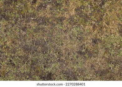Top view, grass texture. Natural lawn background. Green grass in spring. Green texture. High quality photo. Dry lawn