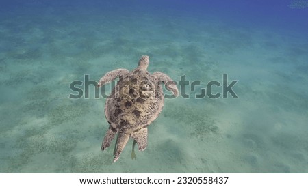 Top view of Great Green Sea Turtle (Chelonia mydas) floating over sand seabed covered with green algae, Red sea, Egypt