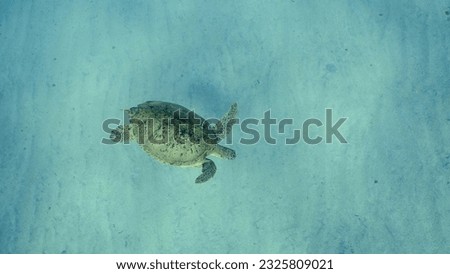 Top view of Great Green Sea Turtle (Chelonia mydas) floating in the deep ocean over sand seabed, Wide-angle shot, Red sea, Egypt