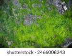 Top view of green algae cover the rock surface under coastal rocky headland on low tide. Natures and ecology concept.