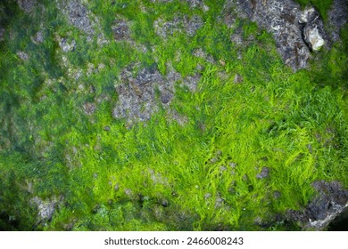 Top view of green algae cover the rock surface under coastal rocky headland on low tide. Natures and ecology concept. - Powered by Shutterstock