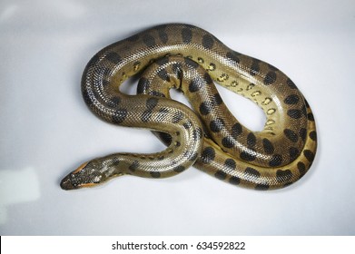 Top View Of Green Anaconda