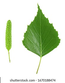 Top View Of Green Birch Leaf And Bud Isolated On A White Background