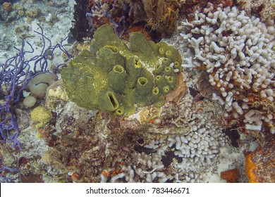 Top View Green Branching Tube Sponge Stock Photo 783446671 | Shutterstock
