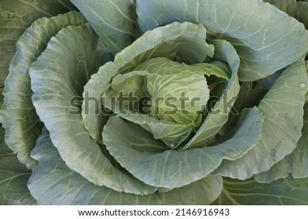 Top view green cauliflower head  Grown in agricultural plots inside the house to store produce for family consumption.