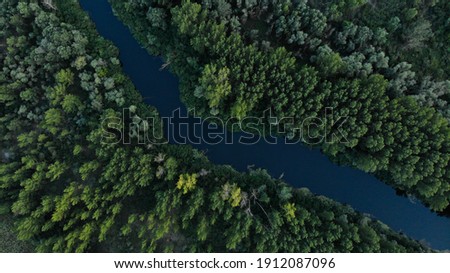Top view of green dense forest with tall trees. The river flows diagonally between the trees. Ukraine