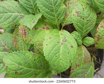 Top view green disease leaves. Black or brown spots on Hydrangeas. - Powered by Shutterstock