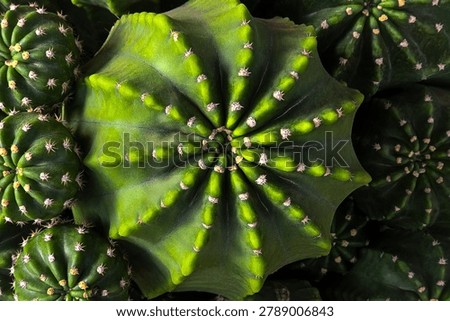 Top View of Green Easter Lily Cactus (Echinopsis Eyriesii) Cluster with Symmetrical Pattern