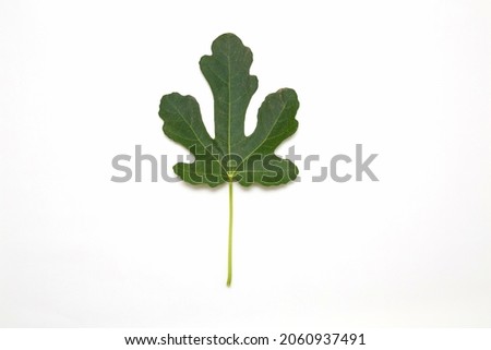 Top view of a green fig leaf isolated on a white background.