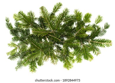 Top View Of Green Fir Tree Spruce Branch With Needles Isolated On White Background . Pine Branch. Christmas Fir.