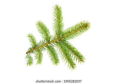 Top View Green Fir Tree Spruce Stock Photo 1905282037 | Shutterstock