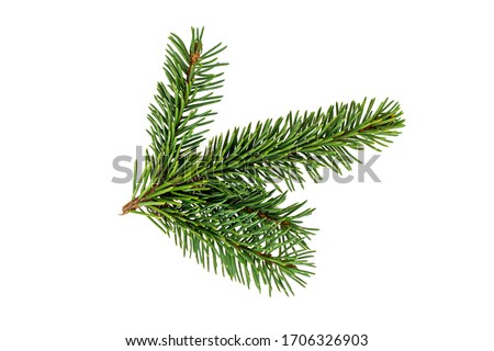 Top view of green fir tree spruce branch with needles isolated on white background