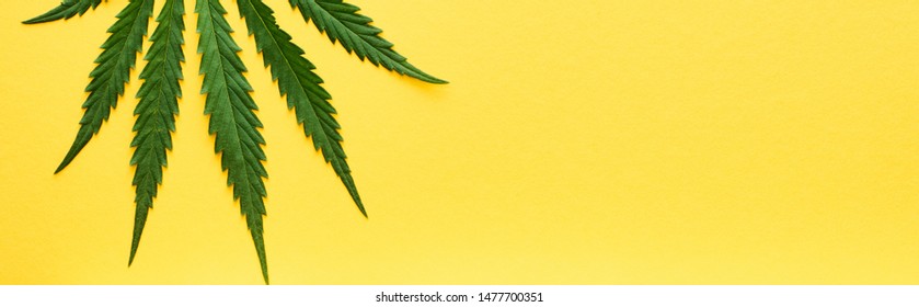 Top View Of Green Hemp Leaf Isolated On Yellow, Panoramic Shot