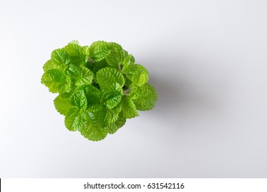 Top View Green Leaf Mint Plant In Pot Isolated On White Desk Background