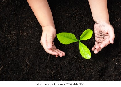 Top view of a green little seedling young tree in black soil on child's hands he is planting, Concept of global pollution, Save Earth day and Hand Environment conservation