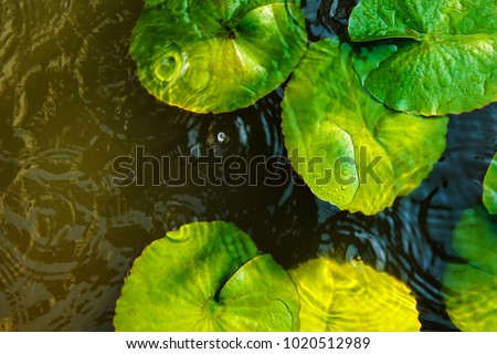 Top view of green lotus leaves with round crossing ripples of water drop , used for background , spa concept.