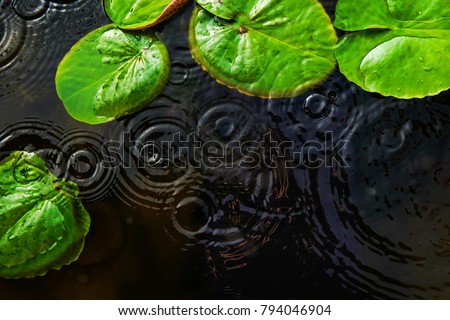 Top view of green lotus leaves with round crossing ripples of water drop , used for background.