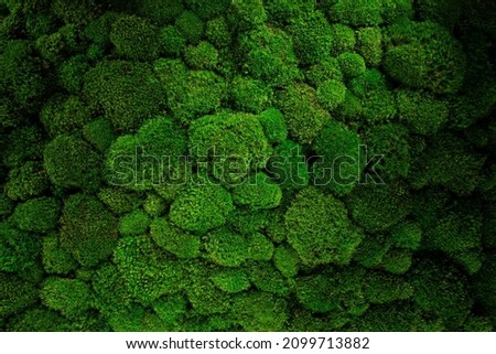 top view green moss for background texture close up.
