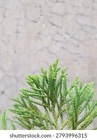 Top view of green pine tree branches or cypress leaves against a rustic concrete wall background.